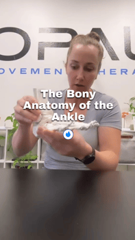 the bony anatomy of the ankle